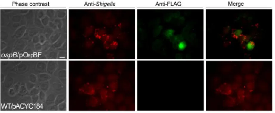 Fig.  5.  OspB  localizes  within  host  nucleus  at  early  times  of  infection. 