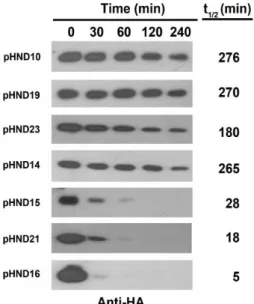 Fig.  12.  Assessment  of  PhoN2  stability.  HND115  carrying  the  indicated 