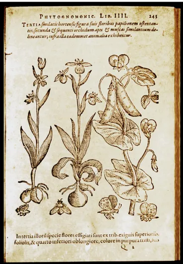 Fig. 1. Signatura rerum, the theory of signature: orchids images from G.B. Della Porta (1588).