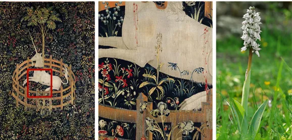 Fig. 2. “The Unicorn in captivity” of the tapestry series “The Hunt of the Unicorn” (from Freeman, 1974) (on the left); the detail with the orchid (in the middle); Orchis maculata L