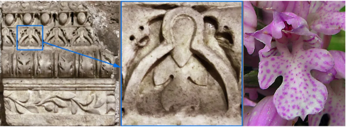 Fig. 4. Parts of Roman cornices of the Mecenate’s Auditorium Museum (left); detail of the orchid ﬂower in the frieze (in the middle); Orchis tridentata Scop