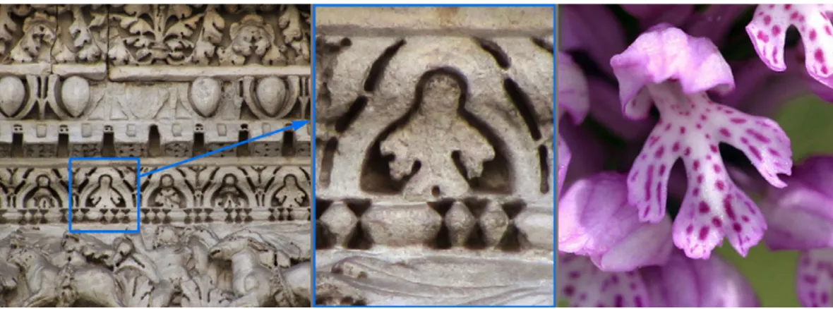 Fig. 5. Detail of the Roman cornice of the Crescenzi House (left); detail of the orchid ﬂower in the frieze (in the middle); Orchis tridentata Scop