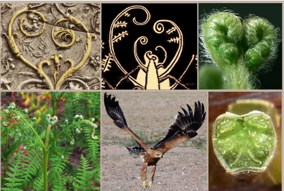 Fig. 2 – On the top: Heart-shaped structure of Ara Pacis freezes (left) and comparison with Pteridium  aquilinum pastorals (right); on the bottom: comparison of the plant with the eagle shape