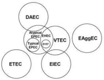 Figure 2. Schematic representation of phylogenetic relations among the different pathotypes of  Diarroheagenic E