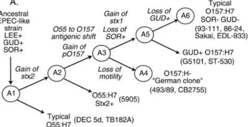 Figure 3. Model for the evolution of VTEC O157:H7 from a tEPEC belonging to serotype O55:H7 (Wick  LM et al., 2005) 