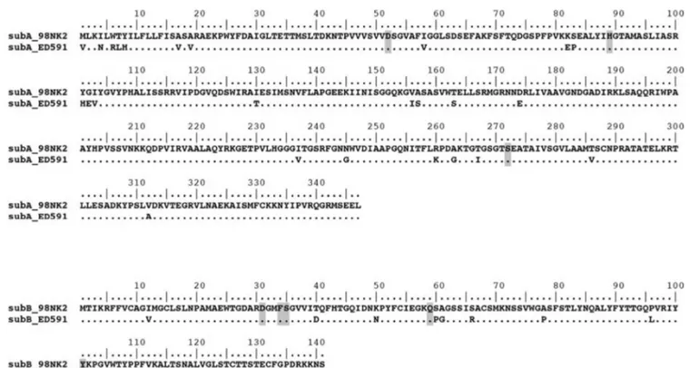 FIG. 1. ClustalW comparison of the amino acidic sequences of the A and B subunits of SubAB from strain ED 591 (this study) and the reference strain 98NK2
