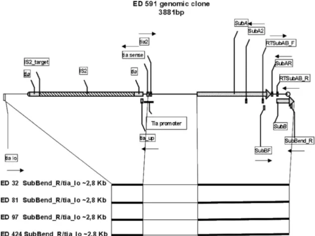 FIG. 2. Molecular architecture of the subAB locus in the subAB-tia-positive strains. The primers’ positions and orientations are indicated by arrows.