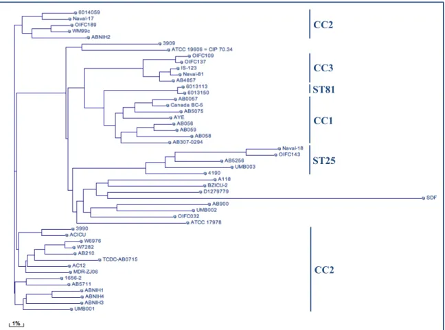 Fig. 2 Phylogenetic tree built on BLASTn whole-genome comparison of sequenced A. baumannii genomes  (adapted from NCBI: http://www.ncbi.nl.nih.gov) 