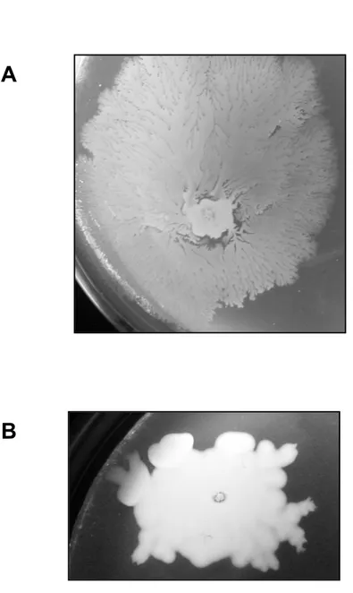 Figure  S2.  Swarming-like  motility  on  the  air-agarose  interface  of ATCC  17978  on TSBD  plates  (A)  and  AYE  on  CAA  plates  (B)  after  24  h  of  growth  at  37°C