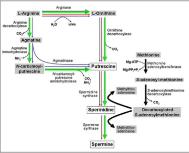Fig. 2. Polyamine biosynthetic pathways. Plant pathway is indicated by green bold arrows