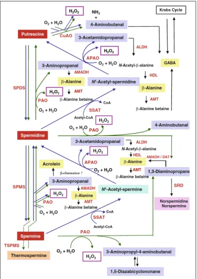 Fig.  3.  Schematic  representation  of  the  polyamine  catabolic  pathways  in  animals  and  plants  and  related  matabolites