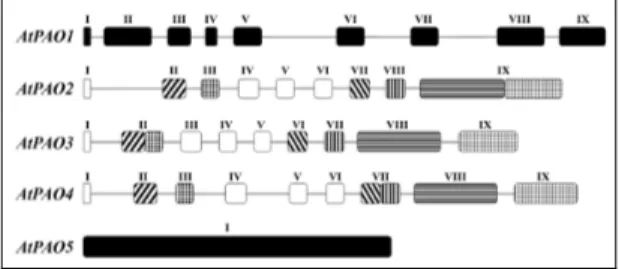 Fig. 5. Schematic representation of the exon/intron organization of AtPAO genes. Introns 