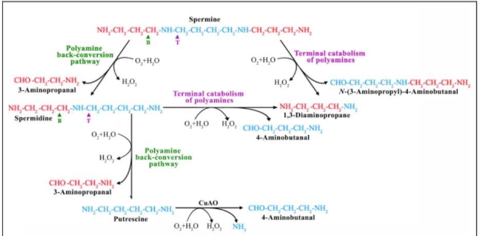 Fig.  7.  Polyamine  catabolic  pathways.  Polyamine  back-conversion  and  terminal  catabolic 
