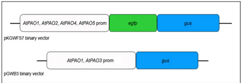 Fig. 8. Schematic representation of AtPAO::GFP-GUS and AtPAO::GUS constructs used  to study AtPAO promoter activity in A