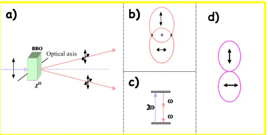 Figure 2.2: (a) Intersection between the ordinary and extraordinary cones. (b) Orthogonal polarizations of the generated beams