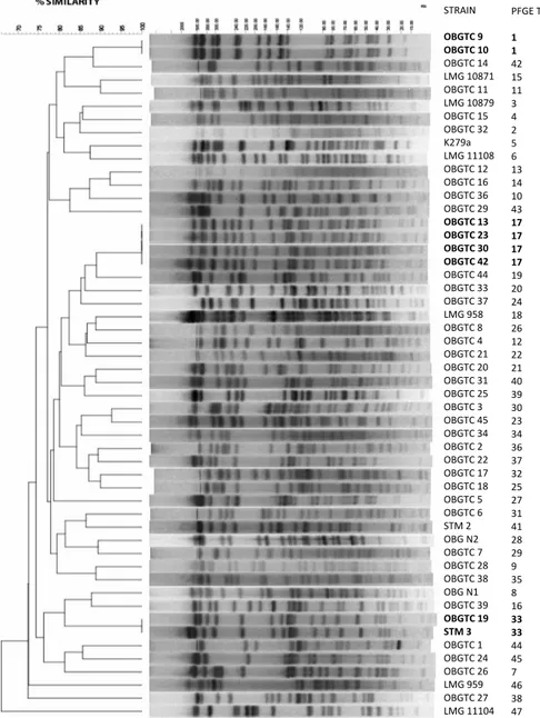 Figure 4. Phylogenetic analysis of PFGE XbaI profiles of the 52 S. maltophilia strains analysed in  this study  STRAIN      OBGTC 9  OBGTC 10  OBGTC 14  LMG 10871  OBGTC 11  LMG 10879  OBGTC 15  OBGTC 32  K279a  LMG 11108  OBGTC 12  OBGTC 16  OBGTC 36  OBG