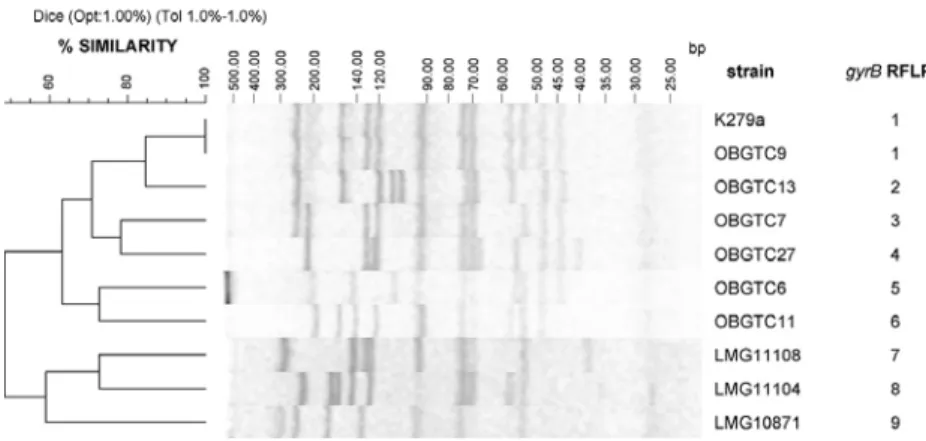 Figure 5. Genotype analysis of gyrB RFLP profiles of representative S. 