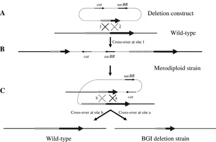 Figure 1. Procedure for allele replacement mutagenesis. A. Generation of a deletion 