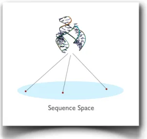 Figure  1.4:  Structural  redundancy  of  the  sequences  space.  The  gray  flat  represents  the  potential  diversity  of molecular species, i.e