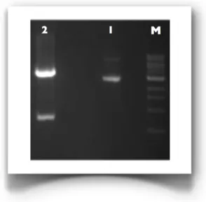 Figure  3.3:  1%  Agarose  gel  of  the  double  digestion reaction  of  pIIIdmy/HisTag-A