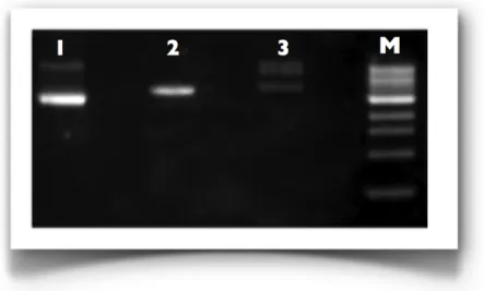 Figure  3.4:  1%  Agarose  gel  of  the  ligation  reaction.  M  :  1  Kb  marker  from  NEB;  1:  pIIIdmyHisTag-A; 2: pIIIdmy/HisTag-A  double digested by  NcoI and XbaI;  3:  ligation reaction  of the library insert and the pIIIdmy/HisTag-A double digest