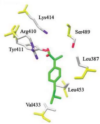 Fig. 3. Schematic representation of Sudlow’s site II (FA3-FA4) of 