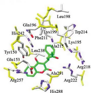 Fig. 4. Schematic representation of Sudlow’s site I (FA7) of 