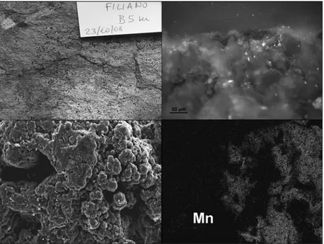 Fig. 2 Microorganisms associated to the black spots (a)and several  neighbouring areas and polished section (b); fungal structures observed by  SEM microscopy (c) and map of Mn accumulation