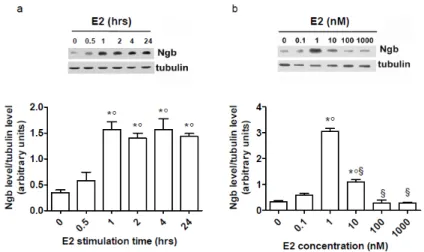Figure 3.3 Effect of E2 on Ngb protein levels in mouse primary hippocampal neurons. a,Time- a,Time-course analysis of E2 treatment (10 nM) on Ngb levels