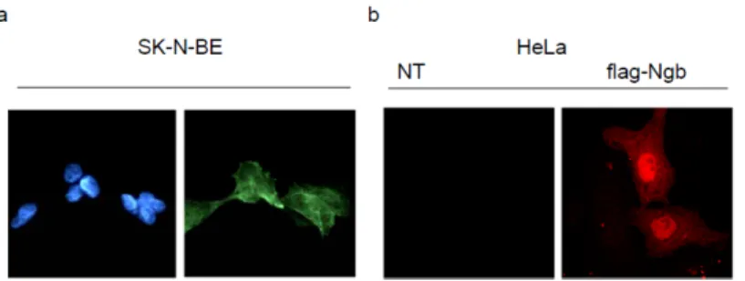 Figure 4.4 Localization of Ngb in SK-N-BE  cells and in flag-Ngb transfected HeLa cells