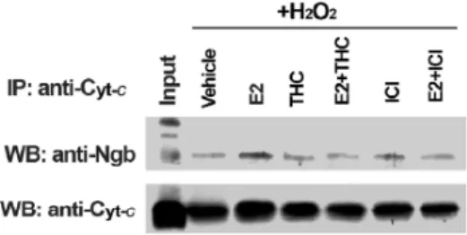 Figure 4.11 Effect of E2, THC and ICI on Ngb association with cytochrome c (Cyt-c) in the  mitochondrial fraction under H 2 O 2   stimulus