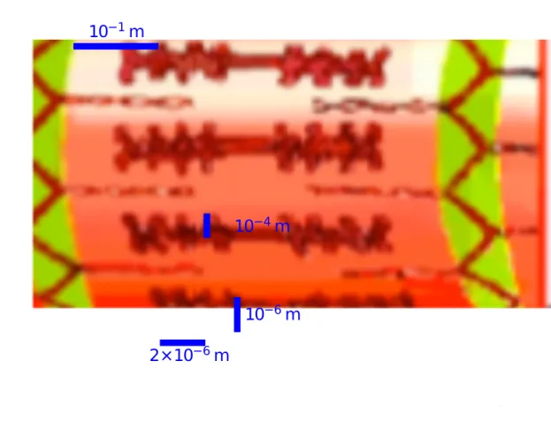 Figure 1.2: Schematic representation of a human biceps at various length scales.