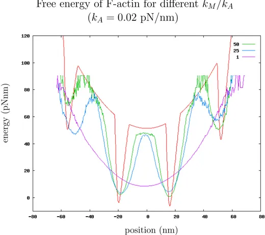 Figure 2.9: Free energy of the F-actin calculated for different values of k M /k A .