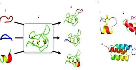 Figure 3. Strategy for the use of scaffolds in protein engineering. (A) An example of a peptide epitope grafting into a 