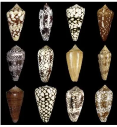 Figure 4. Shells of some mollusk-hunting Conus species. Top row (left to right): C.  ammiralis,  C