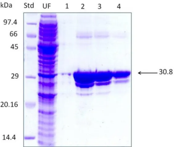 Figure  6.  12%  SDS  PAGE  analysis  of  purified  GST-CPC  mutant  1  (H29D)  by 