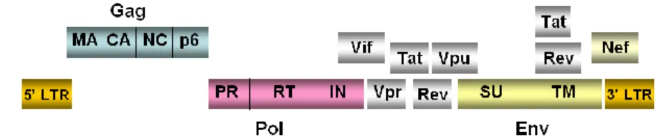 Figure 1.2. HIV-1 genomic organization. HIV-1 has three structural genes (gag, pol and env) 