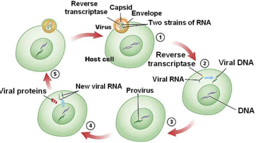 Figure  1.3.  Schematic  representation  of  HIV-1  life  cycle.  The  figure  shows  the  principal 