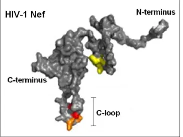 Figure  1.4.  HIV  Nef  structure.  The  principal  Nef  domain  are  shown:  the  unstructured  N-