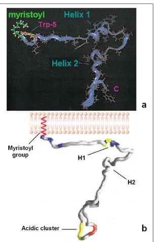 Figure  1.7.  Structure  of  HIV-1  Nef  anchor  domain. Panel  a  shows  the  two  principal  secondary  folded  elements:  helix  1  and  helix  2
