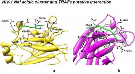 Figure  1.8.  Schematic  representation  of  the  modeled  complexes  formed  by  Nef  acidic  cluster  with  TRAFs