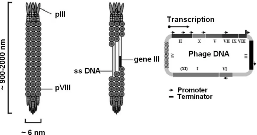 Figure  1.9.  Schematic  representation  of  filamentous  bacteriophage  particle  and  phage  genome organization