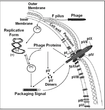 Figure 1.10.  Bacteriophage life cycle. After interaction between protein pIII and a tip of the 