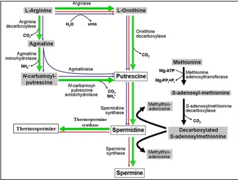 Fig. 2. PA biosynthetic pathways. Plant pathway is indicated by green bold arrows. Blue and 