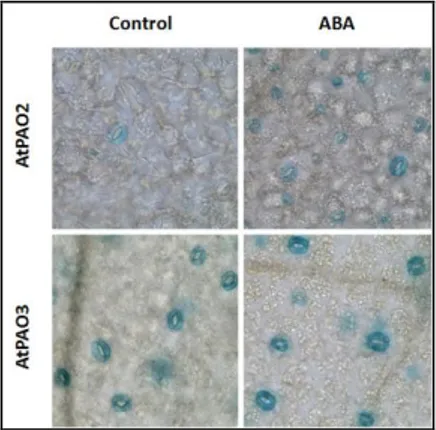 Fig.  6.  ABA-inducible  expression  of  AtPAO2  in  guard  cells.  AtPAO2::GUS  and 