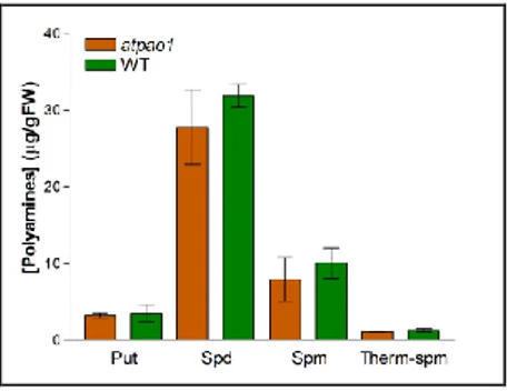 Fig.  9.  Polyamine  content  in atpao1 mutant.  PA  levels  of  atpao1  and  wild-type  seedlings 