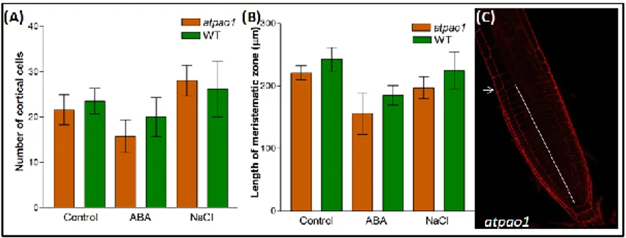 Fig. 11. Root meristematic zone of atpao1 mutant. The length of root meristematic zone (A)  and  the  number  of  cortical  cells  along  the  root  meristematic  zone  (B)  of  atpao1  mutant  and  wild-type  (WT)  Arabidopsis  plants  were  determined  u