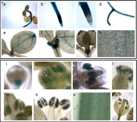 Fig.  12.  AtPAO4  promoter  activity  during  plant  growth.  Histochemical  GUS  staining  of 