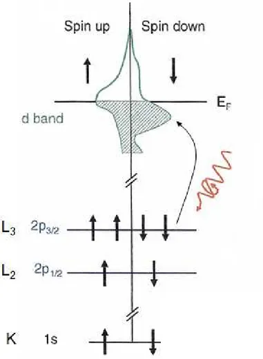 Figure 2.8: Two step model describing polarized X-ray absorption from the L edges.