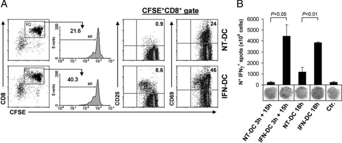 FIGURE 7. IFN-I promote CD8 T cell cross-priming against cell-as- cell-as-sociated OVA in vivo